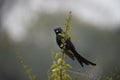Black Drongo Perched on Branch Royalty Free Stock Photo