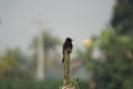 Black Drongo Perched on a Pole Royalty Free Stock Photo