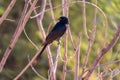 A black drongo perched on a tree Royalty Free Stock Photo