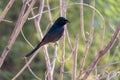A black drongo perched on a tree Royalty Free Stock Photo