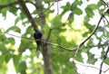 Black Drongo perched on a tree in Jim Corbett Royalty Free Stock Photo