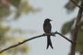 Black Drongo Silhouette Royalty Free Stock Photo