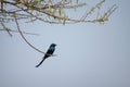 A Black Drongo sitting on a branch Royalty Free Stock Photo
