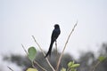 Black drongo sitting on tree Royalty Free Stock Photo