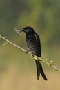Black Drongo with its Prey Sitting on Branch