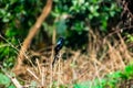 The black drongo is a small Asian passerine bird of the drongo family Dicruridae
