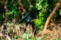 The black drongo is a small Asian passerine bird of the drongo family Dicruridae