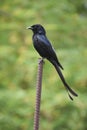 The black drongo is a small Asian passerine bird of the drongo family Dicruridae.