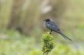 black drongo Royalty Free Stock Photo