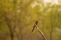 black drongo is a small Asian passerine from family Dicruridae perched in natural green