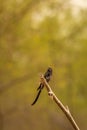 black drongo or Dicrurus macrocercus bird family Dicruridae perched in natural green