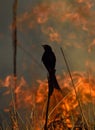 Black drongos are aggressive and fire birds Royalty Free Stock Photo