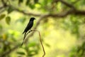 Black drongos Dicrurus macrocercus sitting on branch, native to the Indian Subcontinent, wildlife bird photography, clear