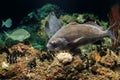 Black drum atlantic ocean fish underwater close up