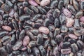 Black giant beans Royalty Free Stock Photo