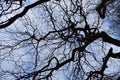 Black dry branches of a tree against a blue and white sky in spring Royalty Free Stock Photo