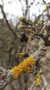 Black dry brown berry branch twig moss yellow orange fruit green fresh leaf spring Royalty Free Stock Photo
