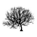 Black dry tree winter or autumn silhouette on white background. illustration