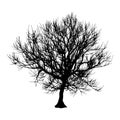 Black dry tree winter or autumn silhouette on white background. illustration