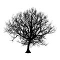 Black dry tree winter or autumn silhouette on white background. illustration