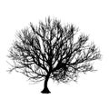 Black dry tree winter or autumn silhouette on white background. illustration