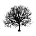 Black dry tree winter or autumn silhouette on white background. illustration