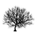 Black dry tree winter or autumn silhouette on white background. illustration