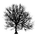 Black dry tree winter or autumn silhouette on white background. illustration