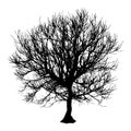 Black dry tree winter or autumn silhouette on white background. illustration