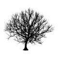Black dry tree winter or autumn silhouette on white background. illustration
