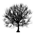 Black dry tree winter or autumn silhouette on white background. illustration