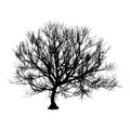 Black dry tree winter or autumn silhouette on white background. illustration