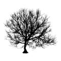 Black dry tree winter or autumn silhouette on white background. illustration