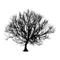 Black dry tree winter or autumn silhouette on white background. illustration