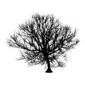 Black dry tree winter or autumn silhouette on white background. Vector eps10 illustration