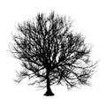 Black dry tree winter or autumn silhouette on white background. Vector eps10 illustration