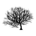 Black dry tree winter or autumn silhouette on white background. Vector eps10 illustration