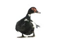 Black duck