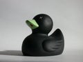 Black Duck Royalty Free Stock Photo