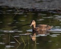 Black Duck on Beaver Pond at twilight