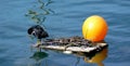 Black duck cleaning