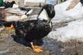 Black duck cleans feathers on the farmstead in early spring