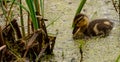 Black duck duckling in a pond