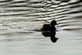 Black duck Eurasian Coot / Fulica atra floats in lake