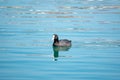 Black duck Eurasian coot Fulica atra is swimming in blue water