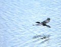 Black duck flying