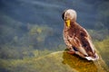 Black Duck grooming