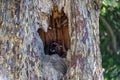 Black duck in the hollow of a large old tree in the park Royalty Free Stock Photo