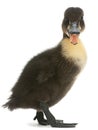 Black duck isolated
