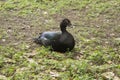 Black duck sitting in the land Royalty Free Stock Photo